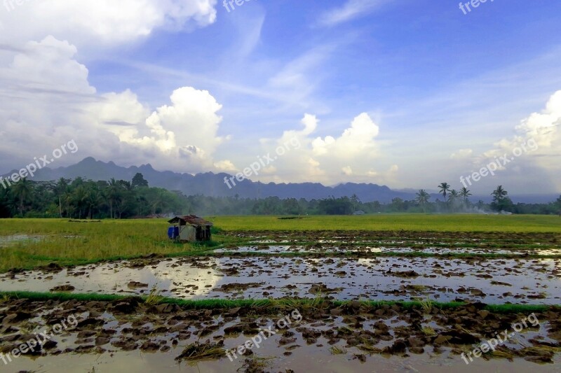 Landscape Natural Rice Field Nature Beautiful