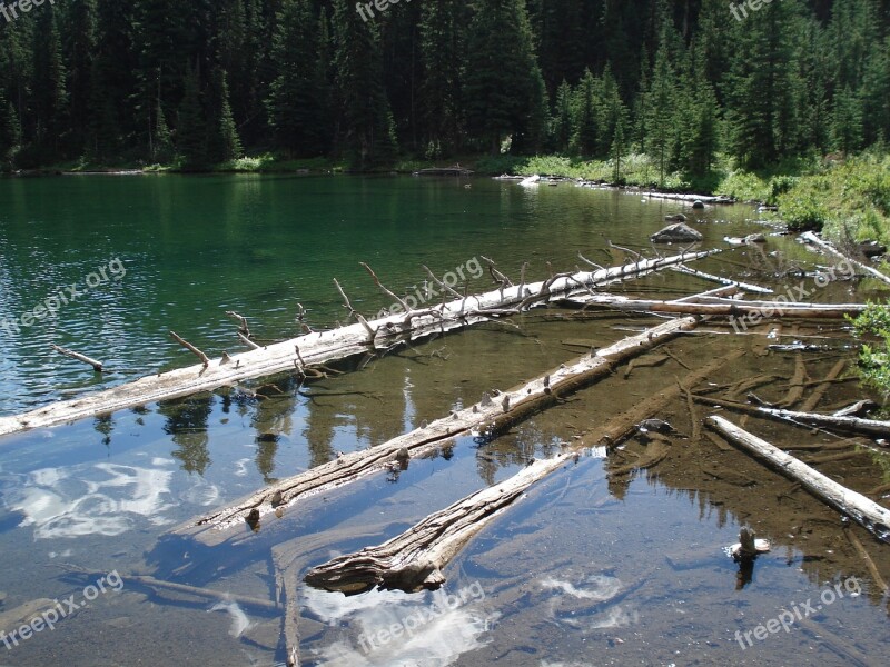 Drift Wood Water Logs Free Photos