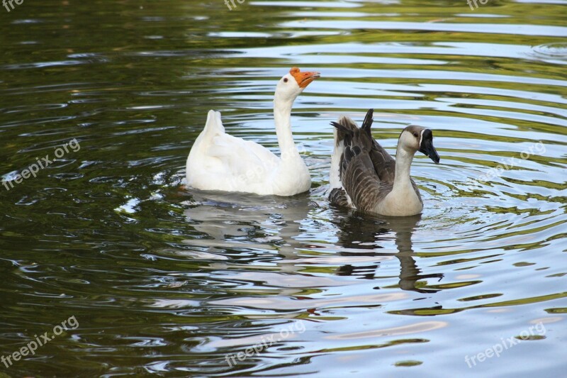 Geese Water Swimming Free Photos