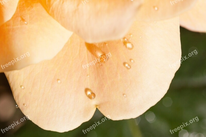 Rose Pink Yellow Flowers Summer