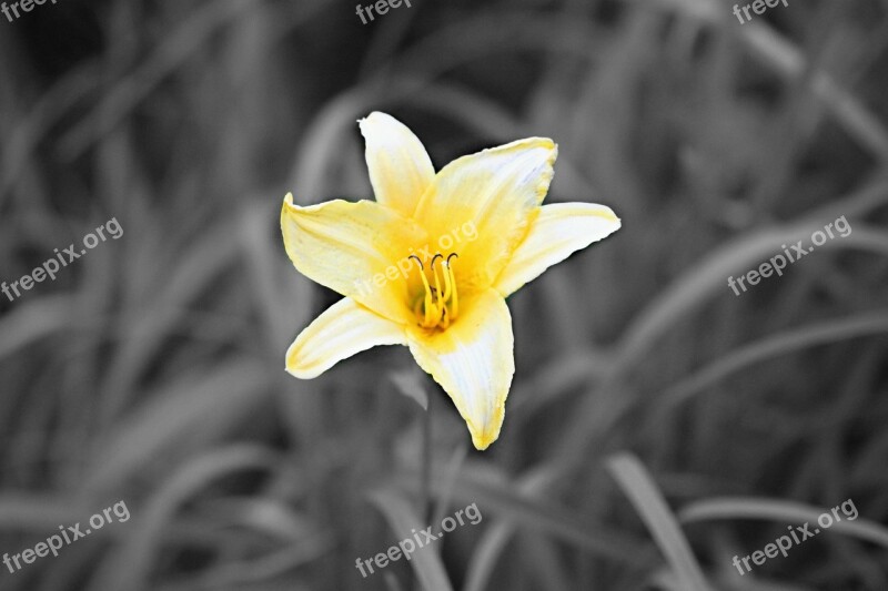 Flower Yellow Flower Bloom Petals Nature