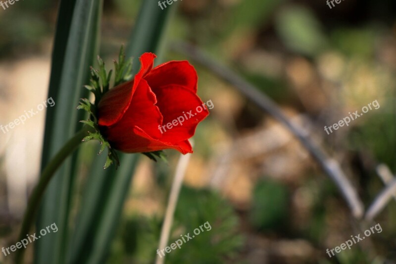 Flower Red Flower Single Love Poppy