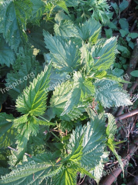 Nettle Green Greens Plant Stinging Nettle