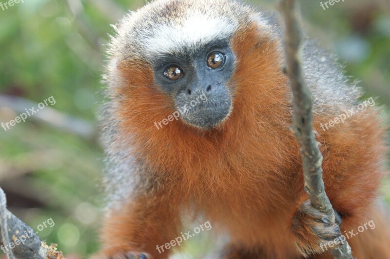 Monkey Animal Wildlife Close-up Eyes