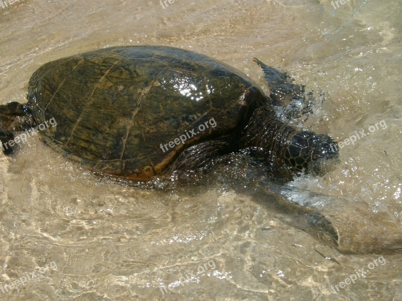 Sea Turtle Hawaii Turtle Sea Marine