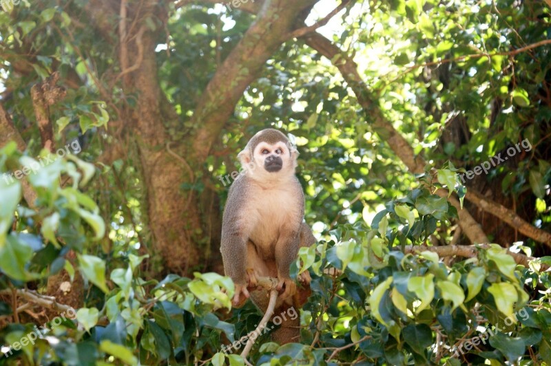 Monkey Amazon Spider Monkey Tree Monkeys