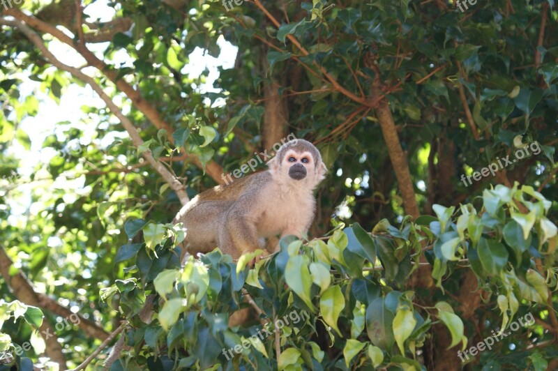 Monkey Amazon Spider Monkey Tree Monkeys