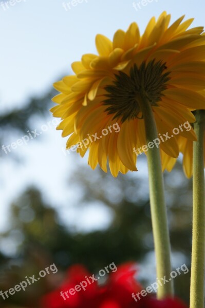 Daisy Gerbera Daisies Flower Spring