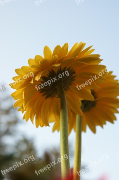 Daisy Gerbera Daisies Flower Spring