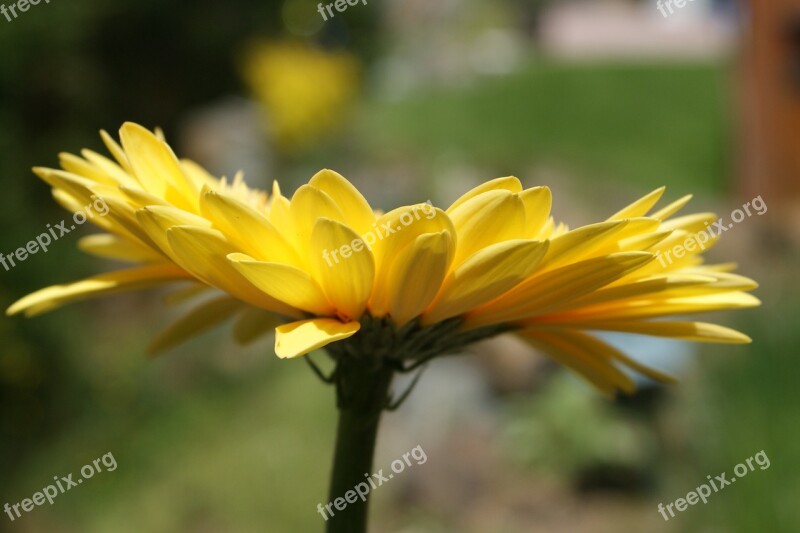 Daisy Gerbera Daisies Flower Spring