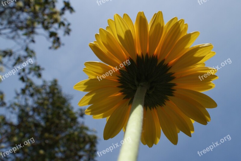 Daisy Gerbera Daisies Flower Spring