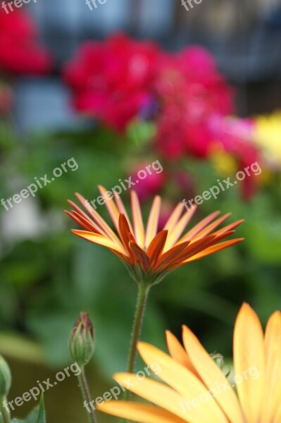 Daisy Orange Colorful Blossom Bloom