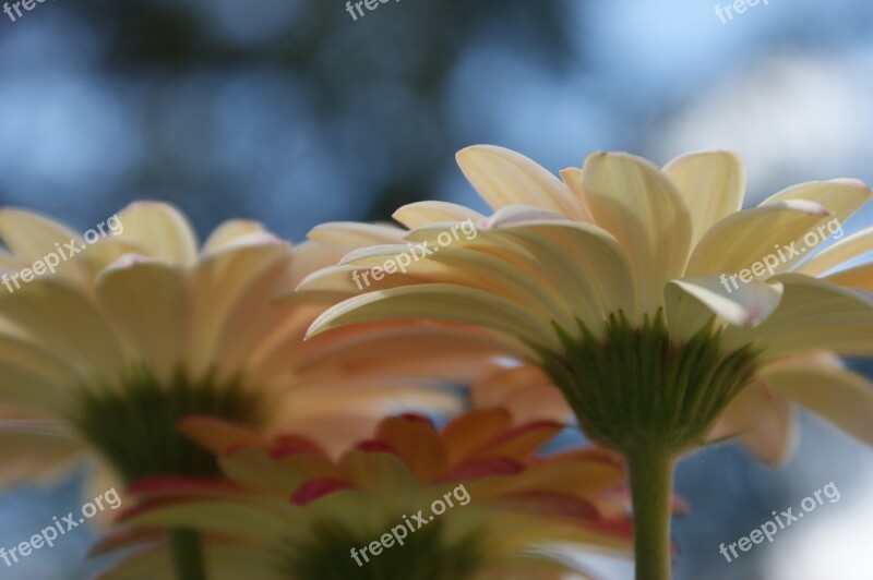 Daisy Gerbera Daisies Flower Spring