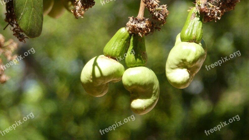 Cashew Nuts Cashew Tree Koh Phangan Thailand Free Photos