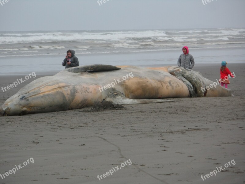 Beached Whale Seaside Ocean Life Ocean Sea Animal