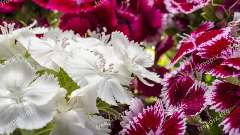 Dianthus Barbatus Ornamental Plants Pentecost Bunch Of Flowers Two Summer