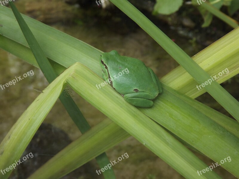 Animal Nature Frog Animal World Amphibians