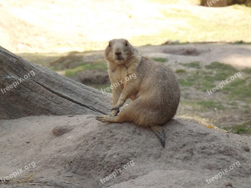 Animal Mammal Zoo Prairie Dog Rodent