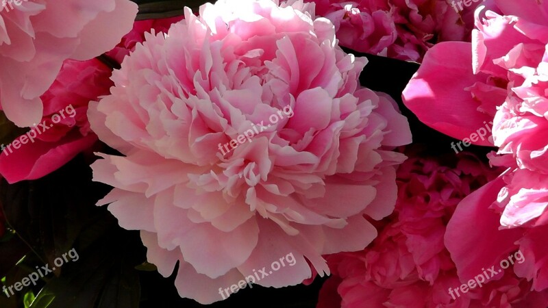 Peony Ornamental Plant Blossom Bloom Plant