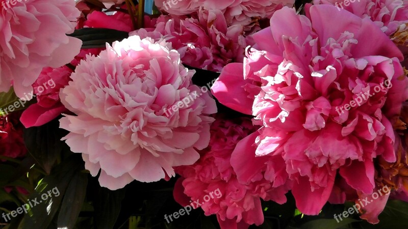 Peony Flower Ornamental Plant Garden Nature