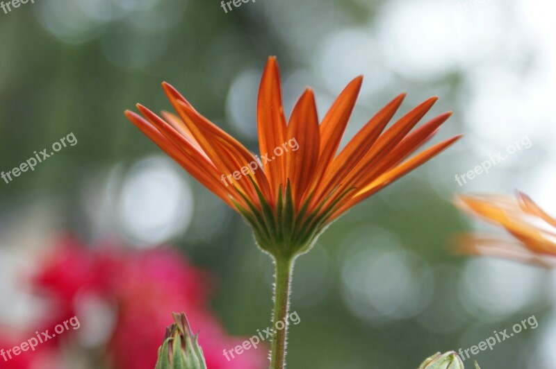 Daisy African Daisy Flower Floral Spring