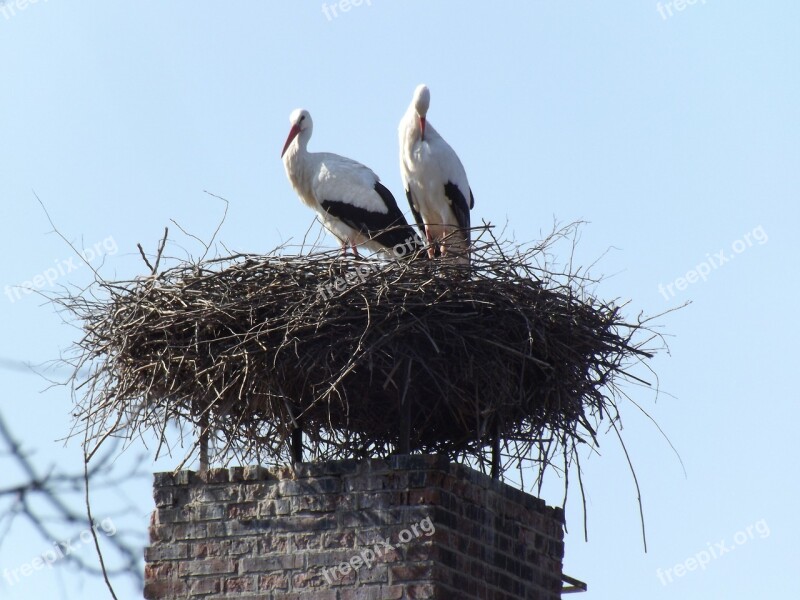 Animals Birds Nature Storks White Stork