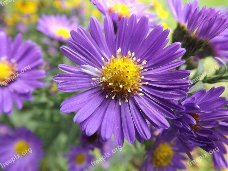 Flower Purple Nature Summer Meadow