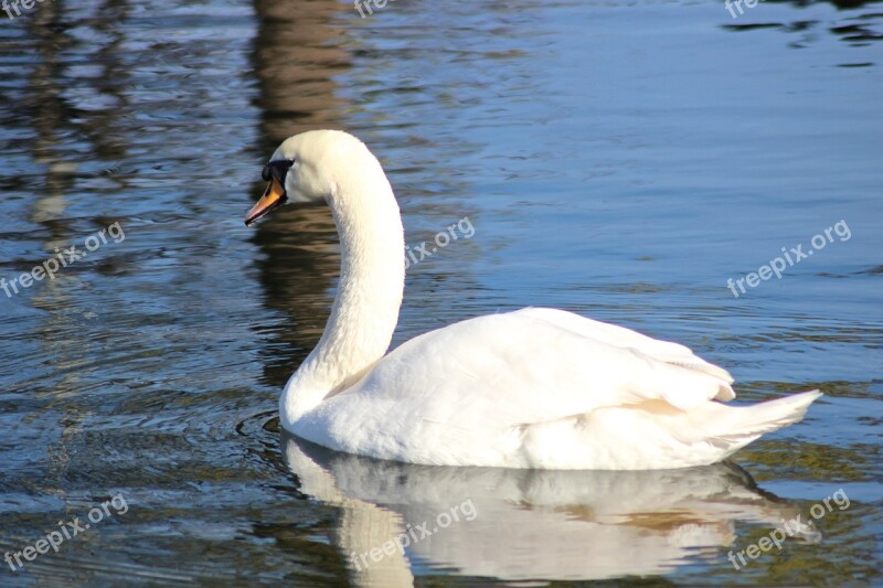 Bird Swan Loyal White Tender