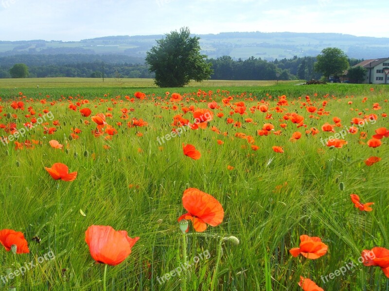 Field Of Poppies Klatschmohn Poppy Poppy Flower Free Photos