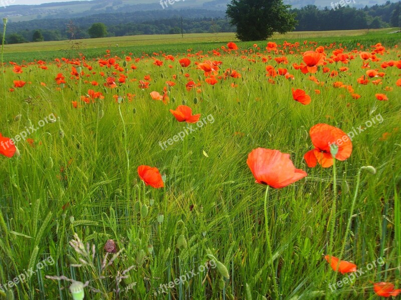 Klatschmohn Field Of Poppies Poppy Meadow Summer Meadow