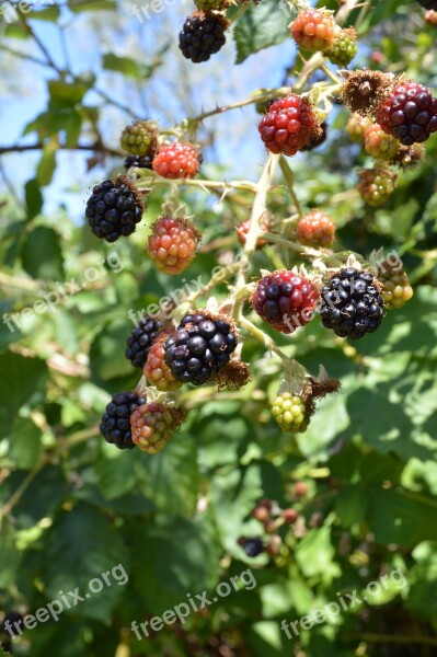 Blackberries Food Fruit Wild Free Photos