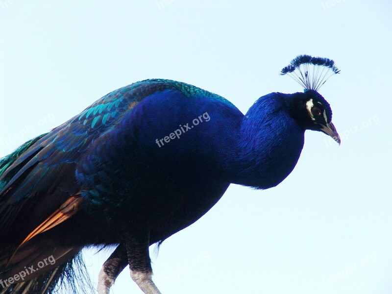 Peacock Bird Close Up Iridescent Blue