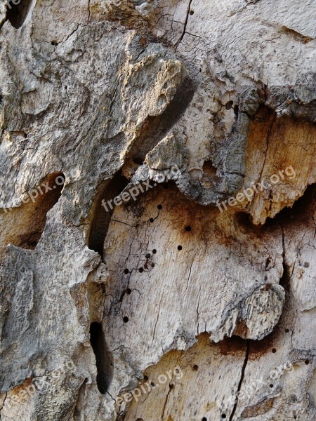 Tree Bark Tree Structure Bark Close Up