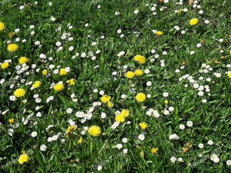 Flower Meadow Meadow Summer Meadow Daisy Free Photos