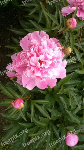 Peony Double Flower Pink Garden Blossom