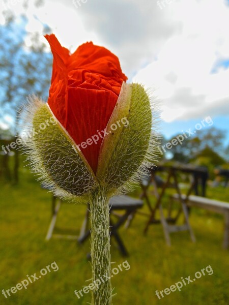 Red Buds Flower Cloud Himmel Free Photos