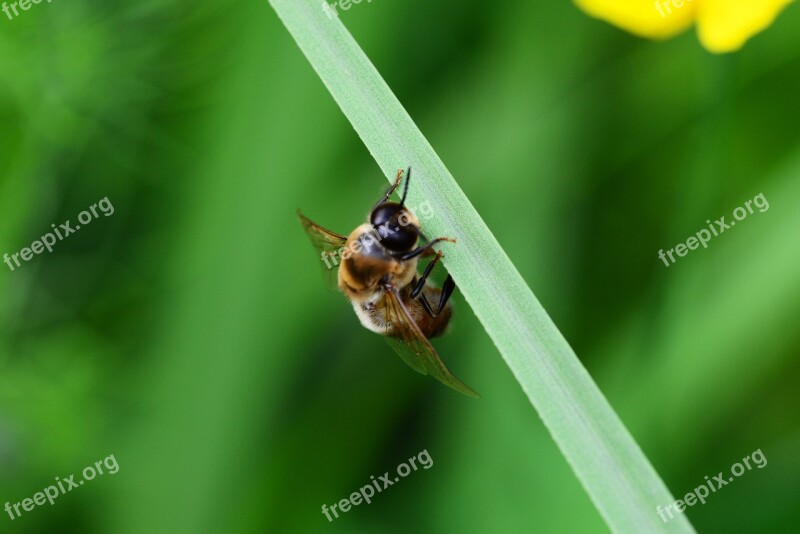 Drone Honey Bee Male Bee Ready For Take-off