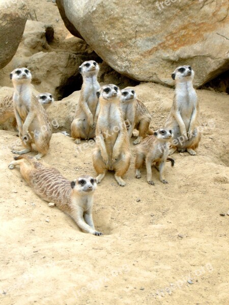 Meerkat Zoo Animal Sand Desert