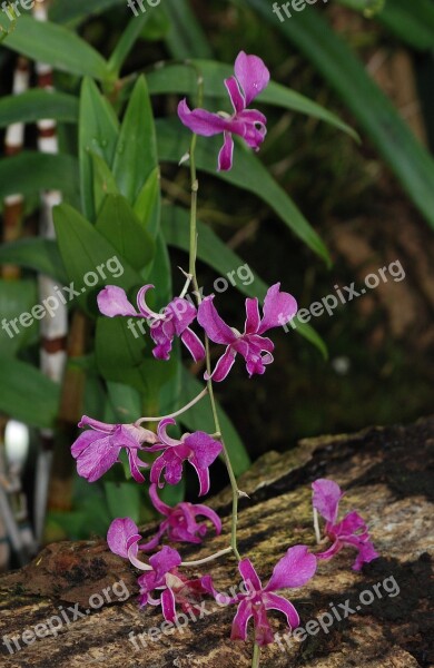 Orchid Purple Leaves Flower Flora