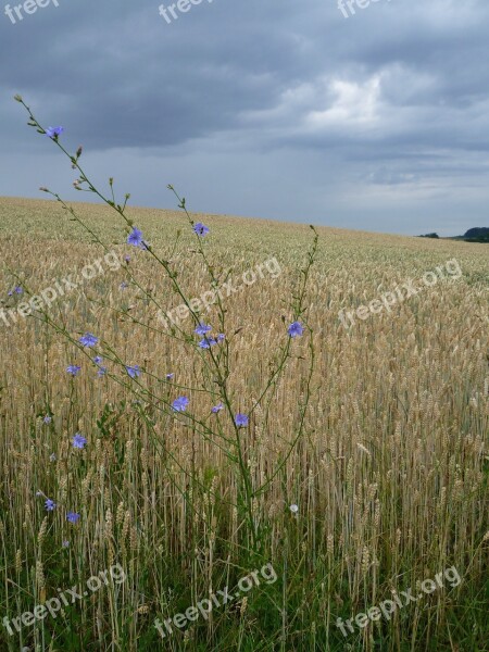 Arable Wheat Field Chicory Wheat Spike Spike