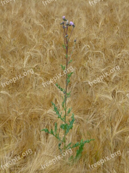 Wheat Field Thistle Weed Arable Corn Ear