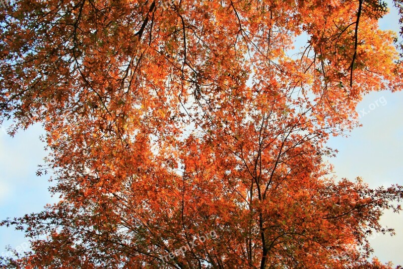 Orange Leaves Tree Leaves Foliage Orange