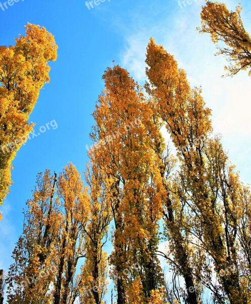 Poplar Trees Trees Yellow Poplar Tall