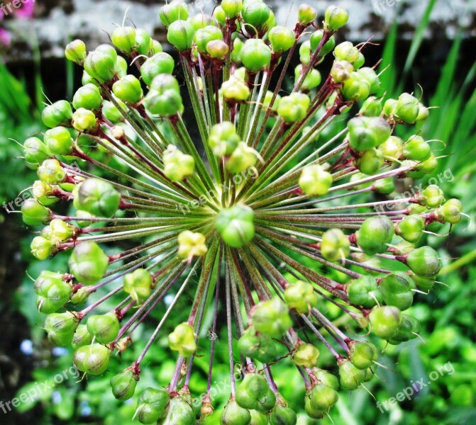 Flower Garden Faded Seeds Green