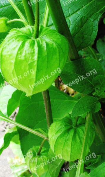 Chinese Lanterns Garden Plant Green Winter Decoration