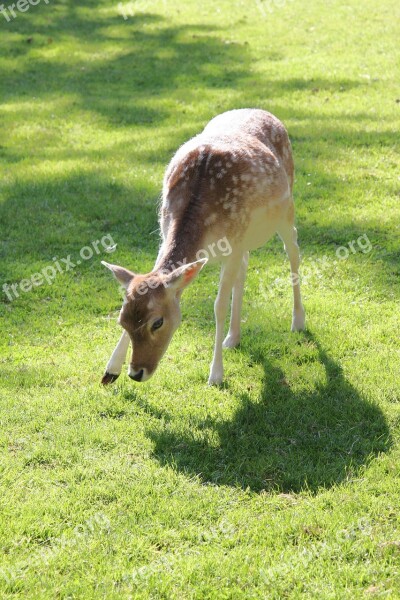 Roe Deer Pasture Meadow Forest Animal