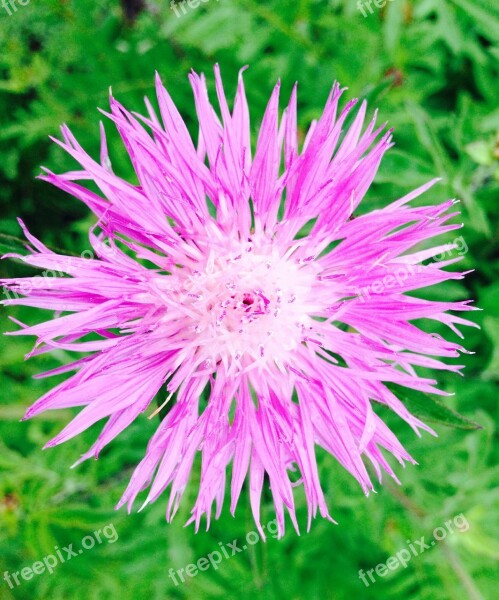 Cornflower Purple Flower Party Luck