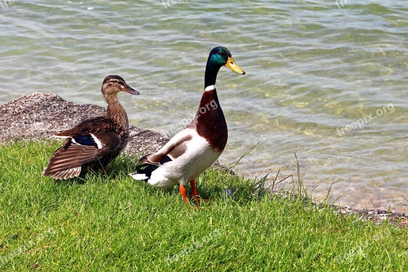 Mallards Pair Duck Mallard Water