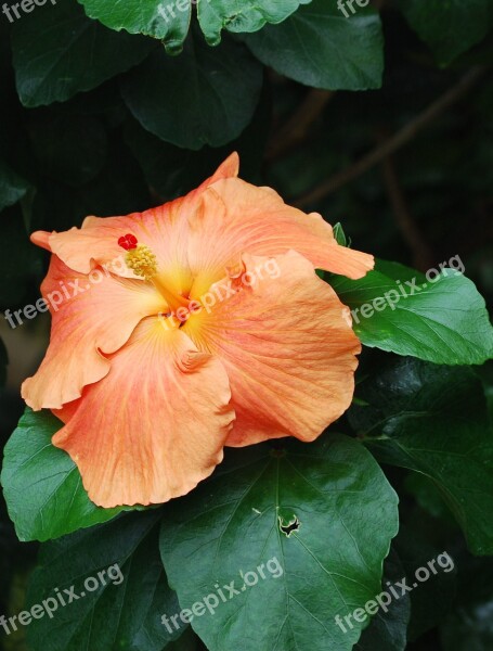 Hibiscus Close-up Flower Orange Petals