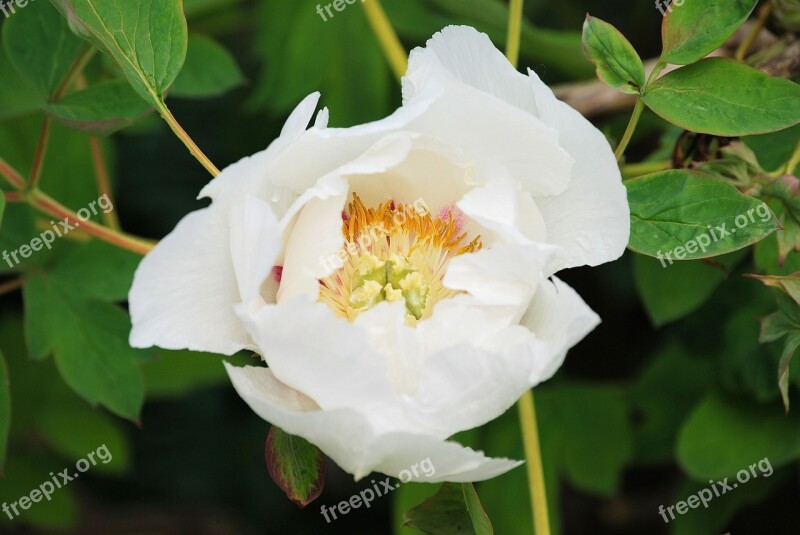 Camellia Shrub Garden Flower Petals